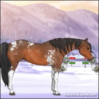 Horse Color:Bay Tobiano 