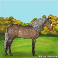Horse Color:Silver Buckskin Mushroom Rabicano 