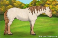 Horse Color:Red Dun Roan
