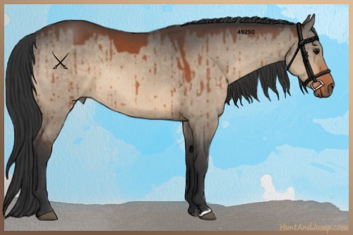 Horse Color:Bay Dun 