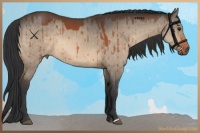 Horse Color:Bay Dun