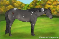 Horse Color:White Spotted Black 