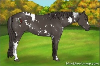 Horse Color:White Spotted Smoky Black