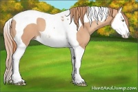 Horse Color:Gold Champagne Splash Tobiano