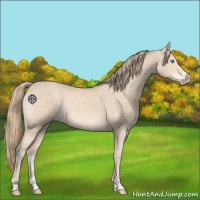 Horse Color:Perlino 