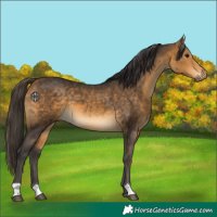 Horse Color:Buckskin 