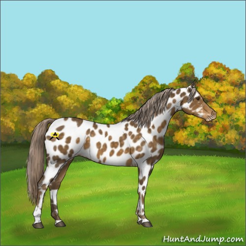 Horse Color:Chocolate Palomino Tobiano Near Leopard Rabicano 