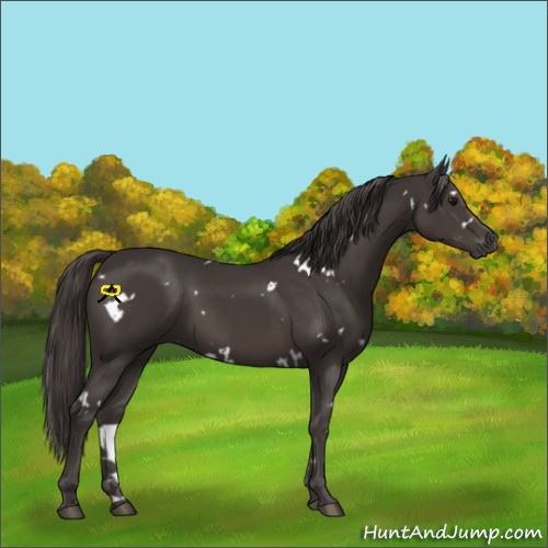 Horse Color:White Spotted Smoky Black