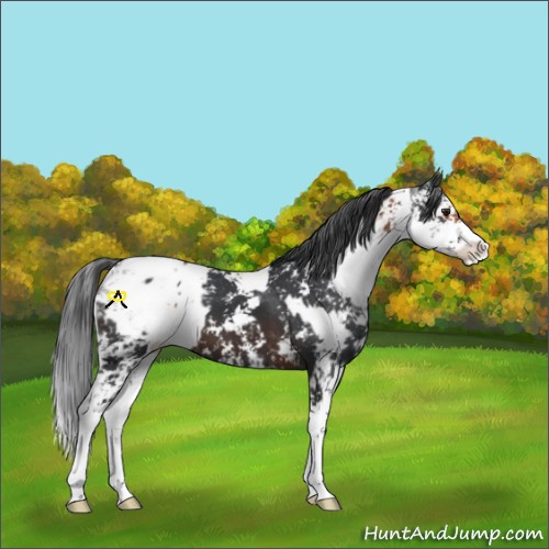 Horse Color:Silver Bay Sabino Appaloosa  and Brown Sabino Appaloosa 