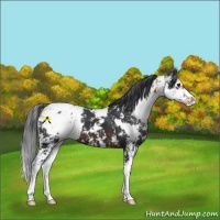 Horse Color:Silver Bay Sabino Varnish  and Brown Sabino Blanket 