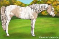 Horse Color:Chocolate Palomino Pearl Tobiano Frame  and Chocolate Palomino Pearl Tobiano Frame 