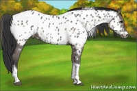 Horse Color:Black Tobiano Appaloosa