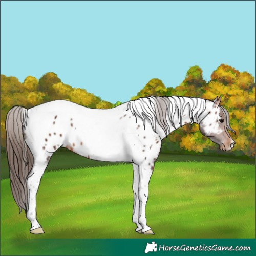 Horse Color:Bay Tobiano Appaloosa 