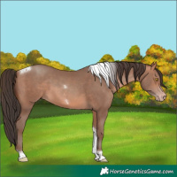 Horse Color:Amber Champagne Tobiano 
