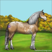 Horse Color:Buckskin Tobiano