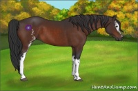 Horse Color:White Spotted Brown 