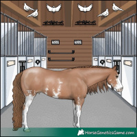 Horse Color:Black Pearl Sabino 