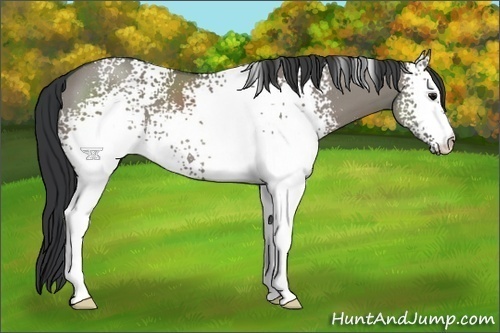 Horse Color:White Spotted Grullo
