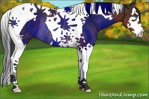 Horse Color:Brown Splash Tobiano Rabicano 