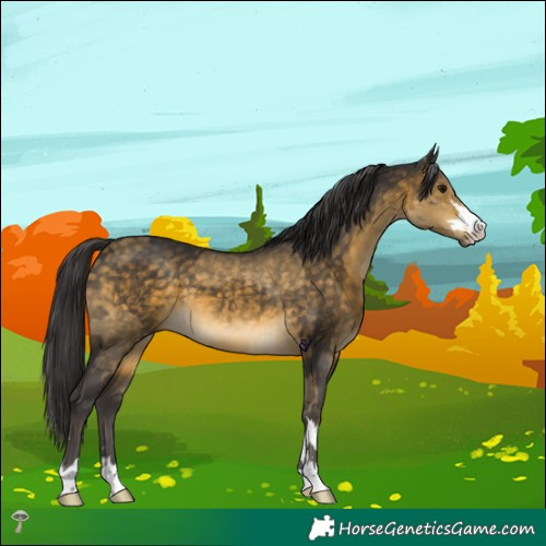 Horse Color:Buckskin Dun  and Buckskin 