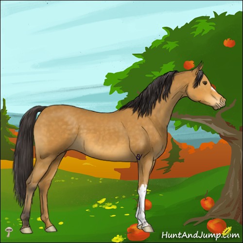 Horse Color:Buckskin 