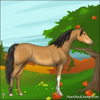 Horse Color:Buckskin 