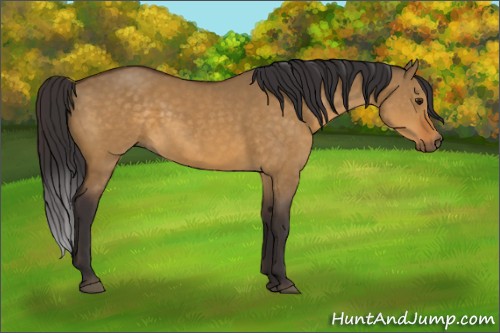 Horse Color:Buckskin Dun Rabicano