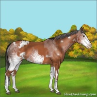 Horse Color:White Spotted Bay Splash Appaloosa  and White Spotted Brown Splash Appaloosa 