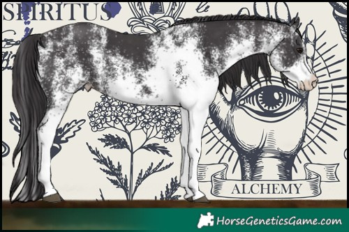 Horse Color:White Spotted Smoky Black 