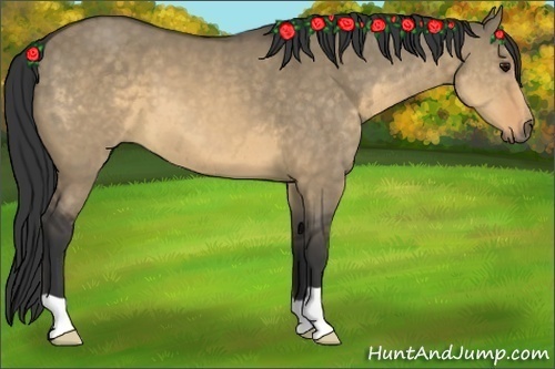 Horse Color:Buckskin Dun 