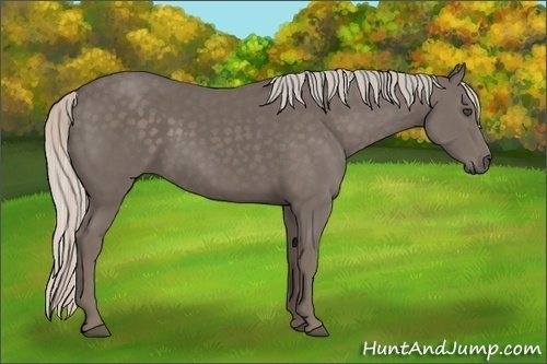 Horse Color:Unknown 