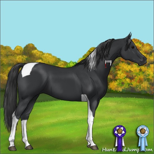 Horse Color:Black Tobiano