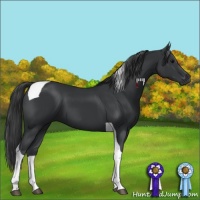 Horse Color:Black Tobiano 