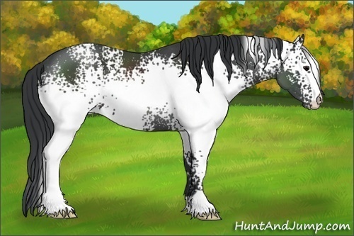 Horse Color:White Spotted Black 