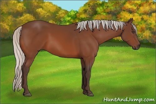 Horse Color:Silver Bay