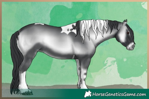 Horse Color:Blue Onyx Chinchilla Tobiano Rabicano 