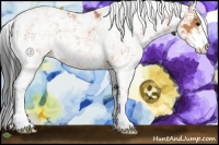 Horse Color:Bay Sabino 