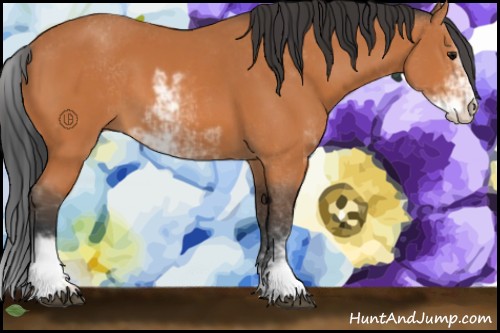 Horse Color:Bay Sabino