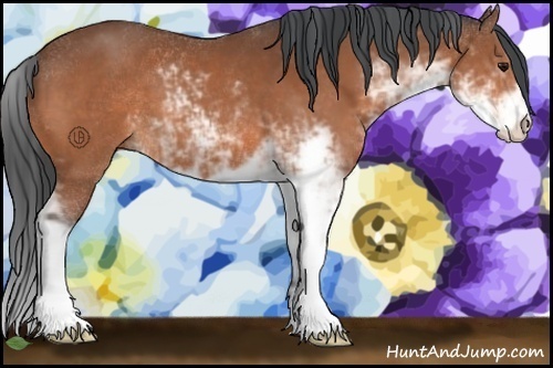 Horse Color:Bay Sabino