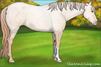 Horse Color:Gold Champagne Dun 