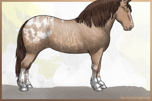 Horse Color:Amber Champagne Roan Tobiano Appaloosa  and Amber Champagne Sabino Tobiano Appaloosa 