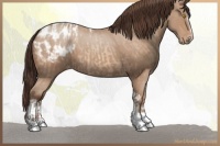 Horse Color:Amber Champagne Roan Tobiano Appaloosa  and Amber Champagne Sabino Tobiano Appaloosa 
