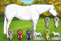 Horse Color:Gray White Spotted Bay