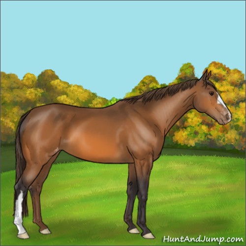 Horse Color:Buckskin Appaloosa 