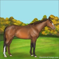 Horse Color:Buckskin Appaloosa 