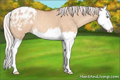 Horse Color:Silver Sable Champagne Dun Splash Appaloosa 