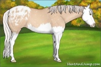Horse Color:Silver Sable Champagne Dun Splash Appaloosa 