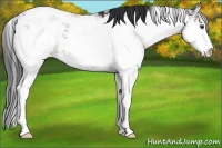 Horse Color:Liver Chestnut Sabino Appaloosa 