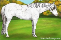 Horse Color:Liver Chestnut Sabino Appaloosa 