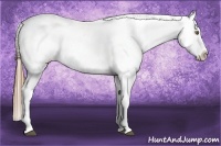 Horse Color:Liver Chestnut Pearl Sabino Near Leopard 